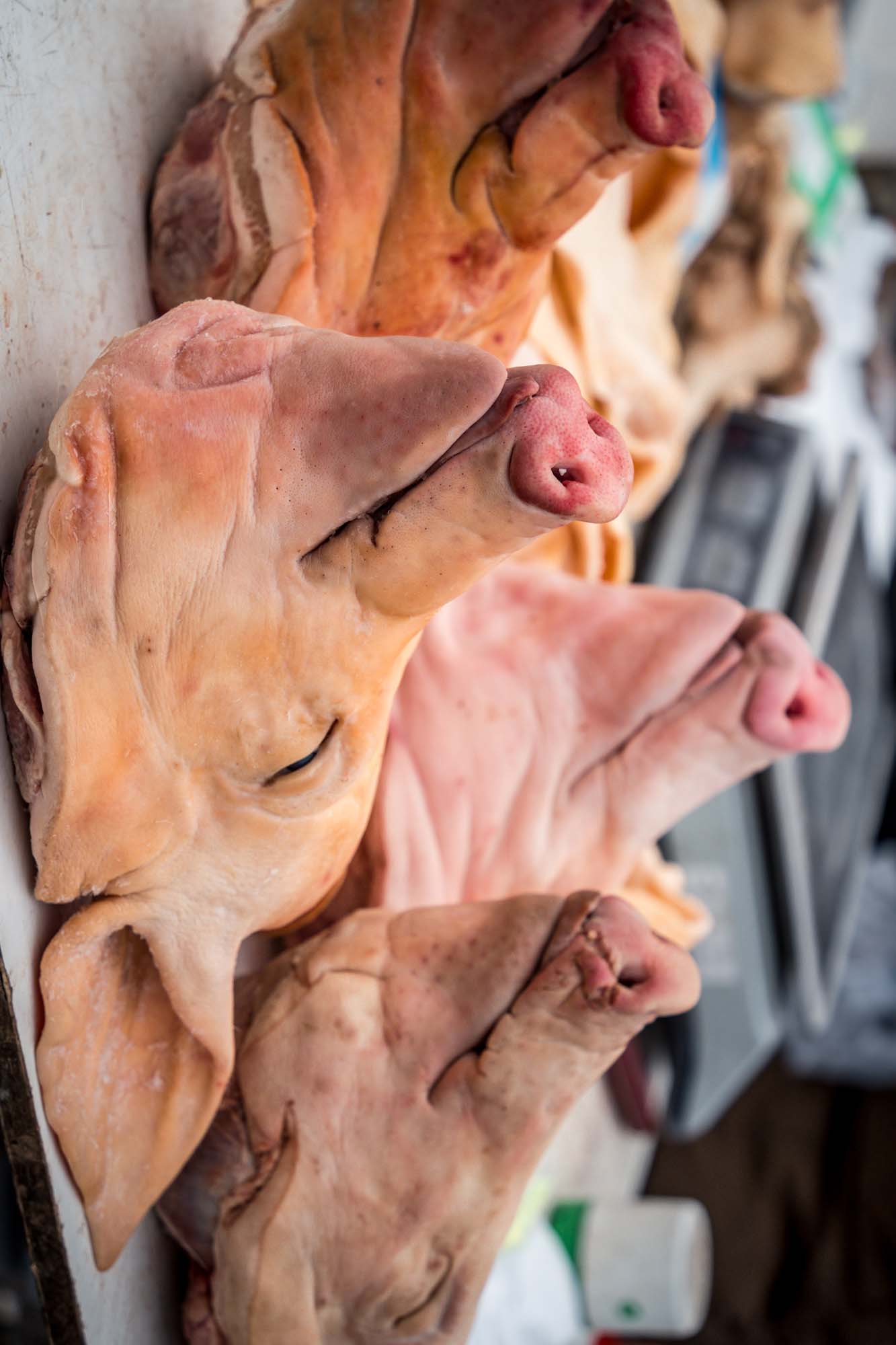 Pork Whole Head